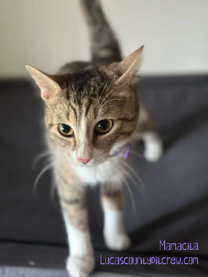 A baby small-sized female Tabby (Gray / Blue / Silver) Tabby cat named Mamacita for adoption in Toledo, OH