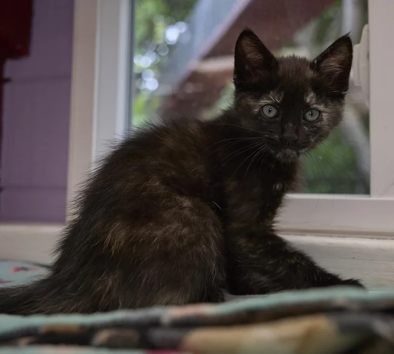 A baby medium-sized female Tortoiseshell cat named Feather for adoption in Santa Barbara, CA