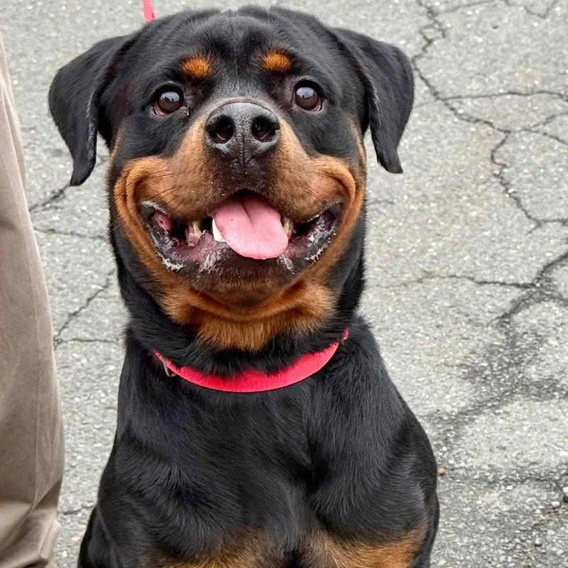 An adult large-sized male Rottweiler dog named Odin for adoption in Bloomfield, CT