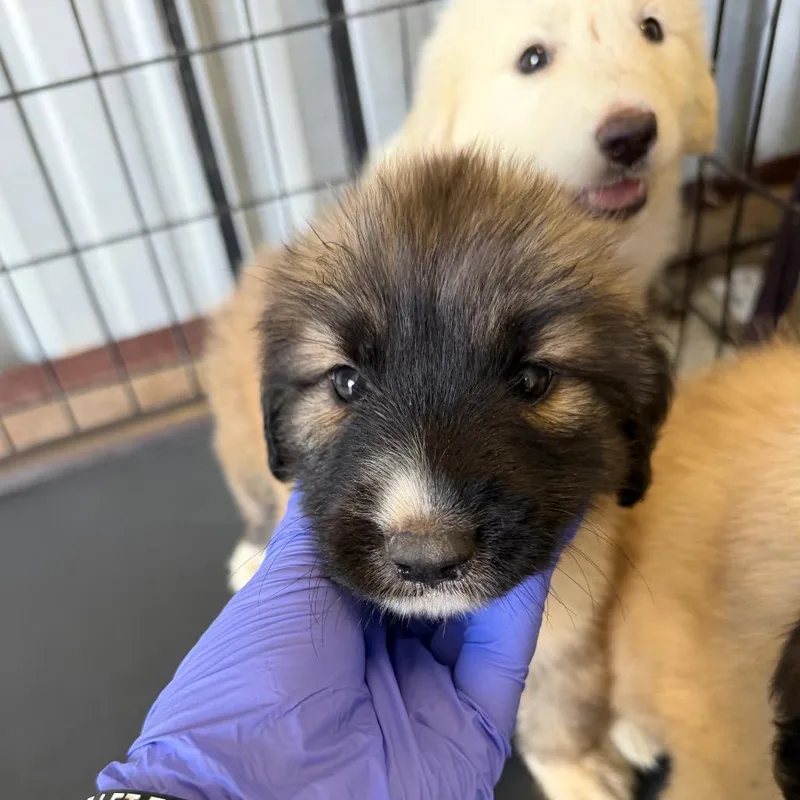 A baby small-sized male Brown / Chocolate Anatolian Shepherd dog named Teddy for adoption in Bastrop, TX