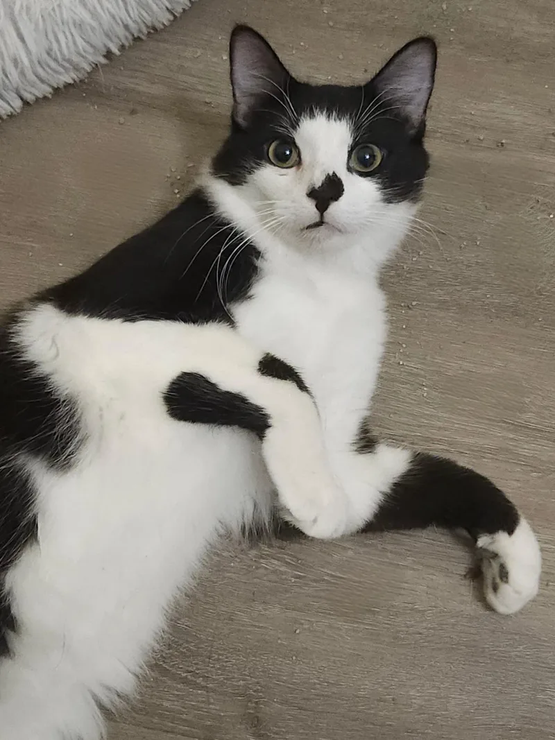 A baby small-sized male Domestic Medium Hair cat named Stallone for adoption in Gilbert, AZ