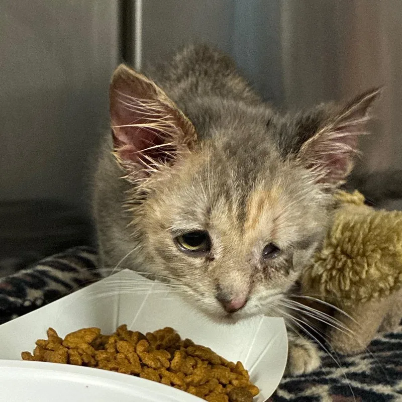 A baby small-sized female Gray / Blue / Silver Domestic Short Hair cat named Trixie for adoption in Newark, NJ