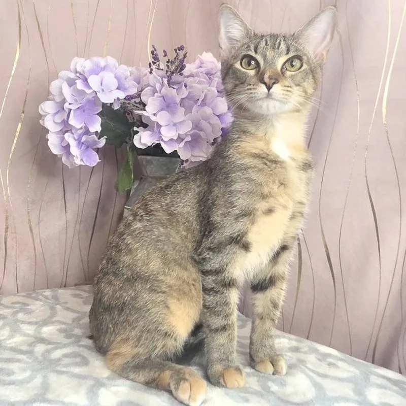 A baby small-sized female Domestic Short Hair cat named Harlie for adoption in Long Beach, MS