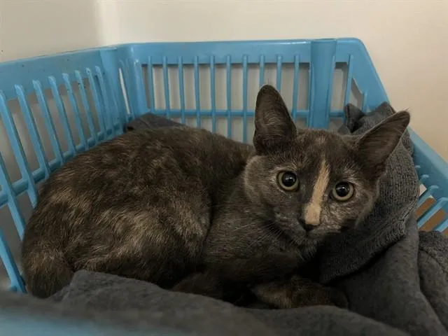 A baby medium-sized female Domestic Short Hair cat named Juniper for adoption in Boston, MA