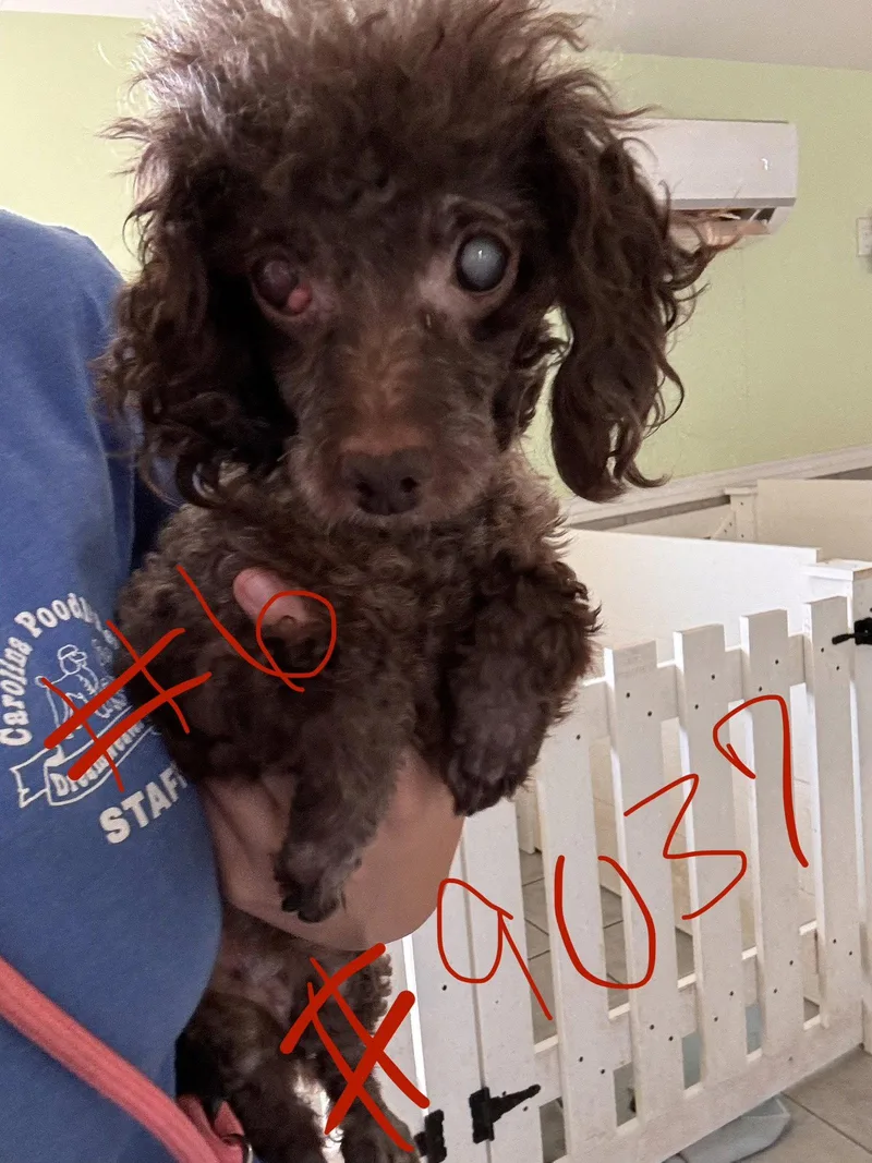 A senior small-sized female Poodle dog named Sasha Jul for adoption in Pacolet, SC