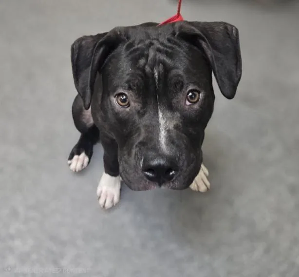 A young medium-sized male Pit Bull Terrier dog named Troy for adoption in Los Angeles, CA