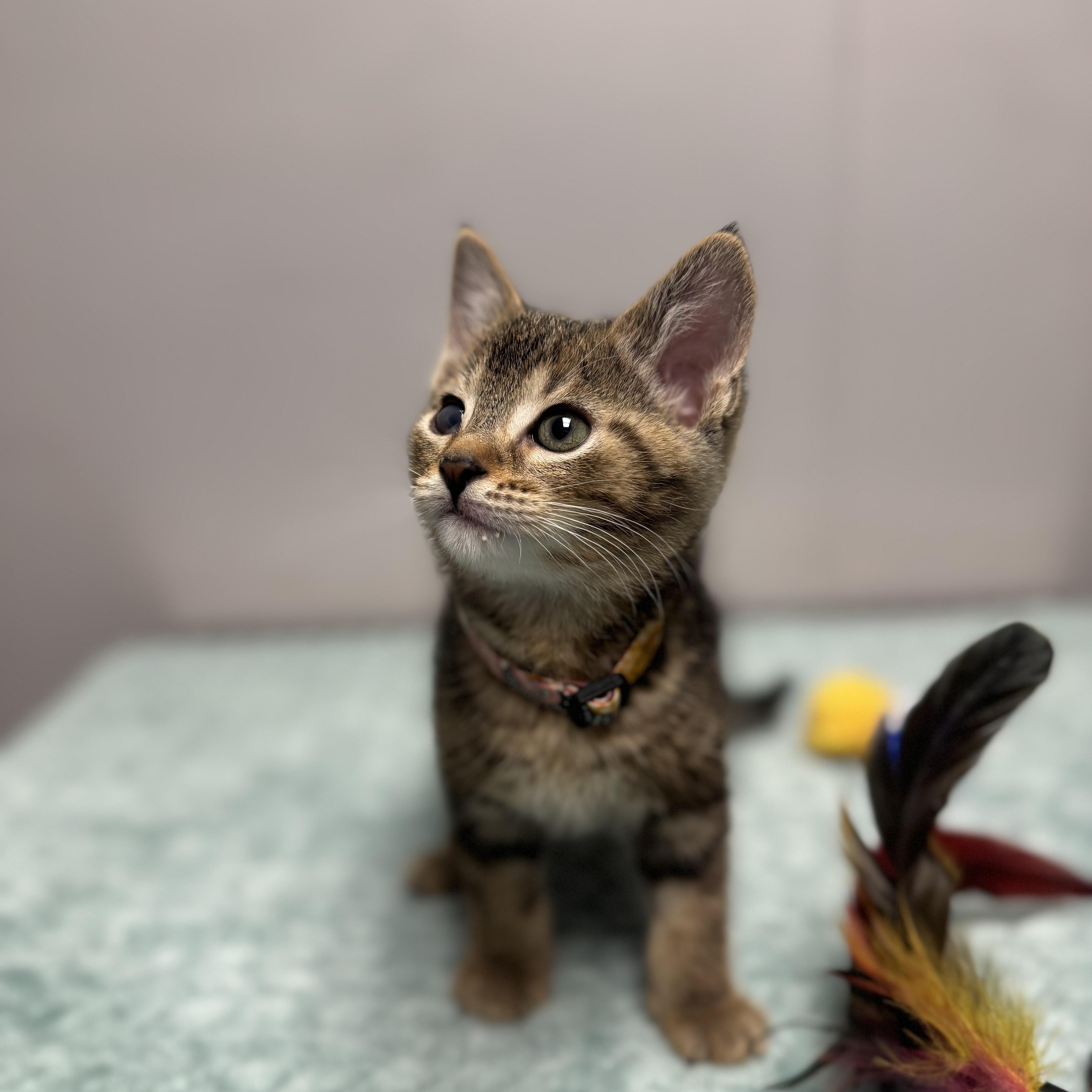 A baby medium-sized male Tabby (Buff / Tan / Fawn) Domestic Short Hair cat named Half Pint for adoption in Walker, MI