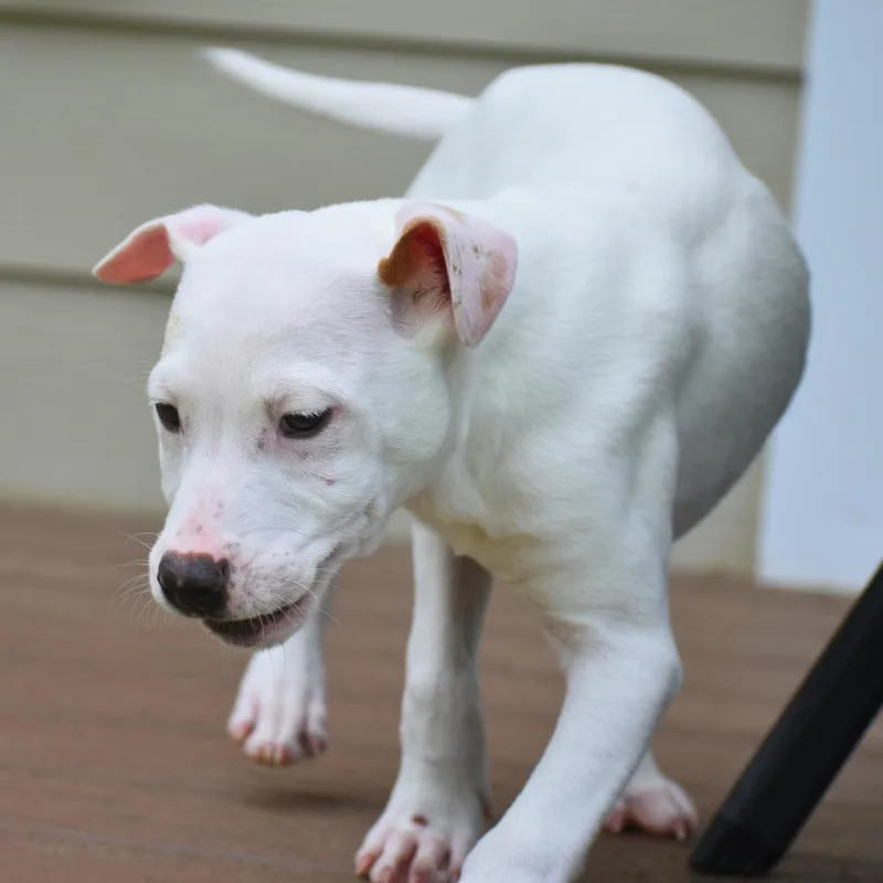 A baby medium-sized male White / Cream Mixed Breed dog named Hopper for adoption in Mebane, NC