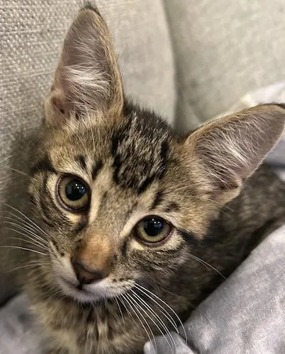 A baby medium-sized male Tabby (Brown / Chocolate) Tabby cat named CliffJumper for adoption in North Highlands, CA