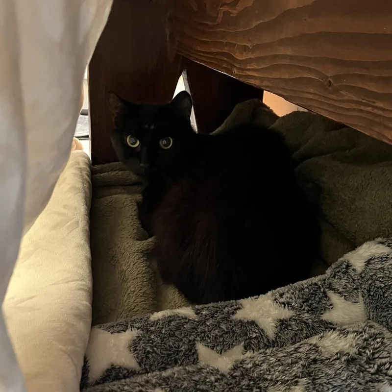 An adult medium-sized male Black Domestic Short Hair cat named Cantaloupe for adoption in Bedford, NH