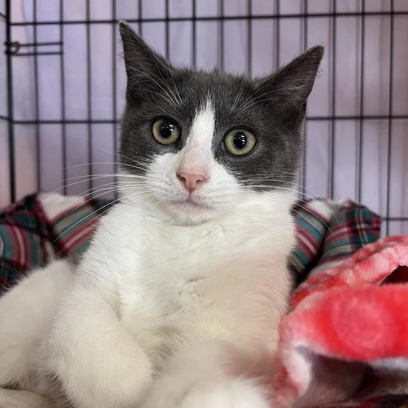 Hissabelle thumbnail 2