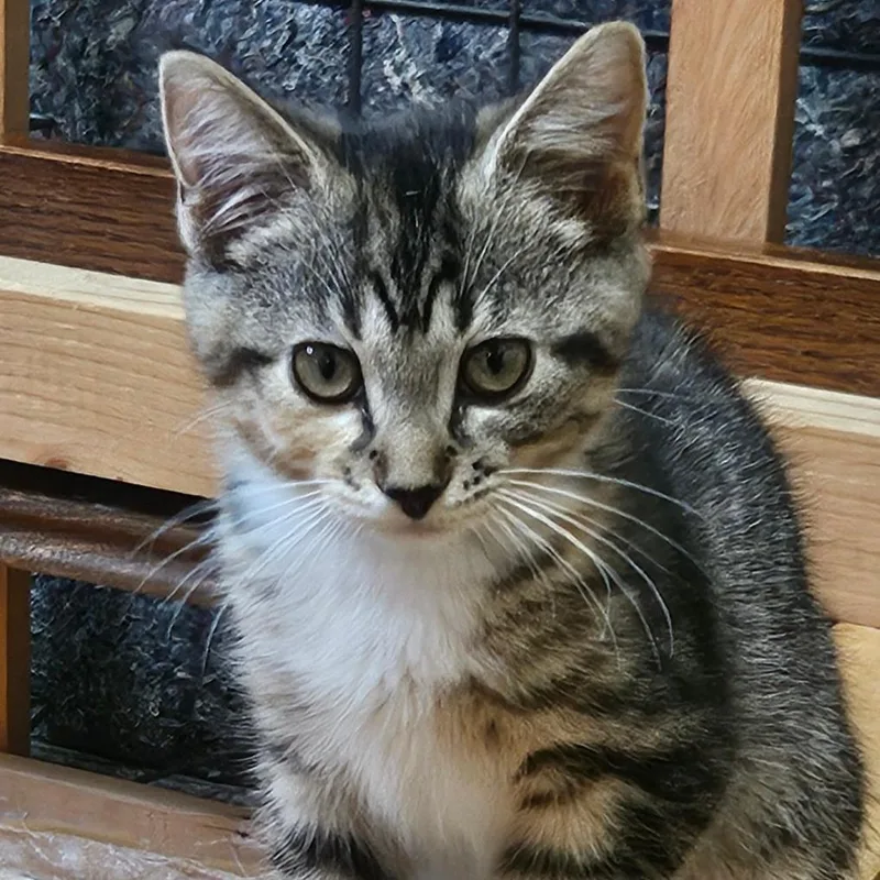 A baby small-sized female Domestic Medium Hair cat named Hannah Montana for adoption in Dearborn, MI