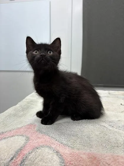 A baby small-sized female Black Domestic Short Hair cat named Grace for adoption in Kansas City, MO