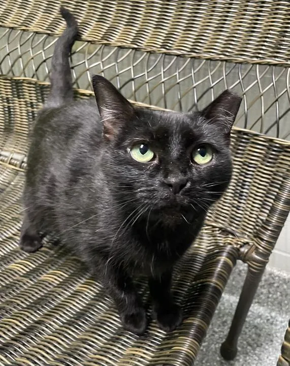 An adult medium-sized female Domestic Short Hair cat named Pinky for adoption in Jackson, MI