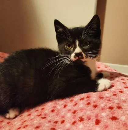 A baby small-sized male Domestic Short Hair cat named Distraction for adoption in Madison, NJ