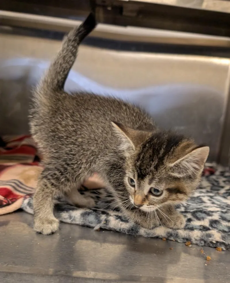 A baby medium-sized female Domestic Short Hair cat named Toffee for adoption in Havre, MT