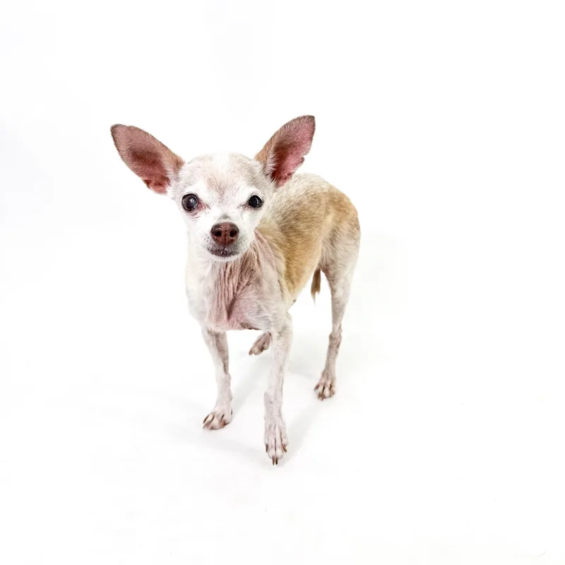 A senior small-sized female Golden Chihuahua dog named Presley for adoption in Scottsdale, AZ