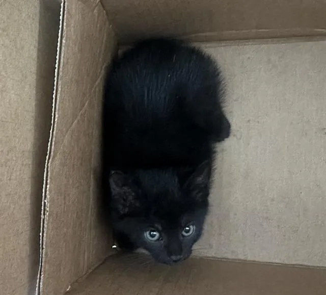 A baby medium-sized female Domestic Short Hair cat named Axle for adoption in Dallas, TX