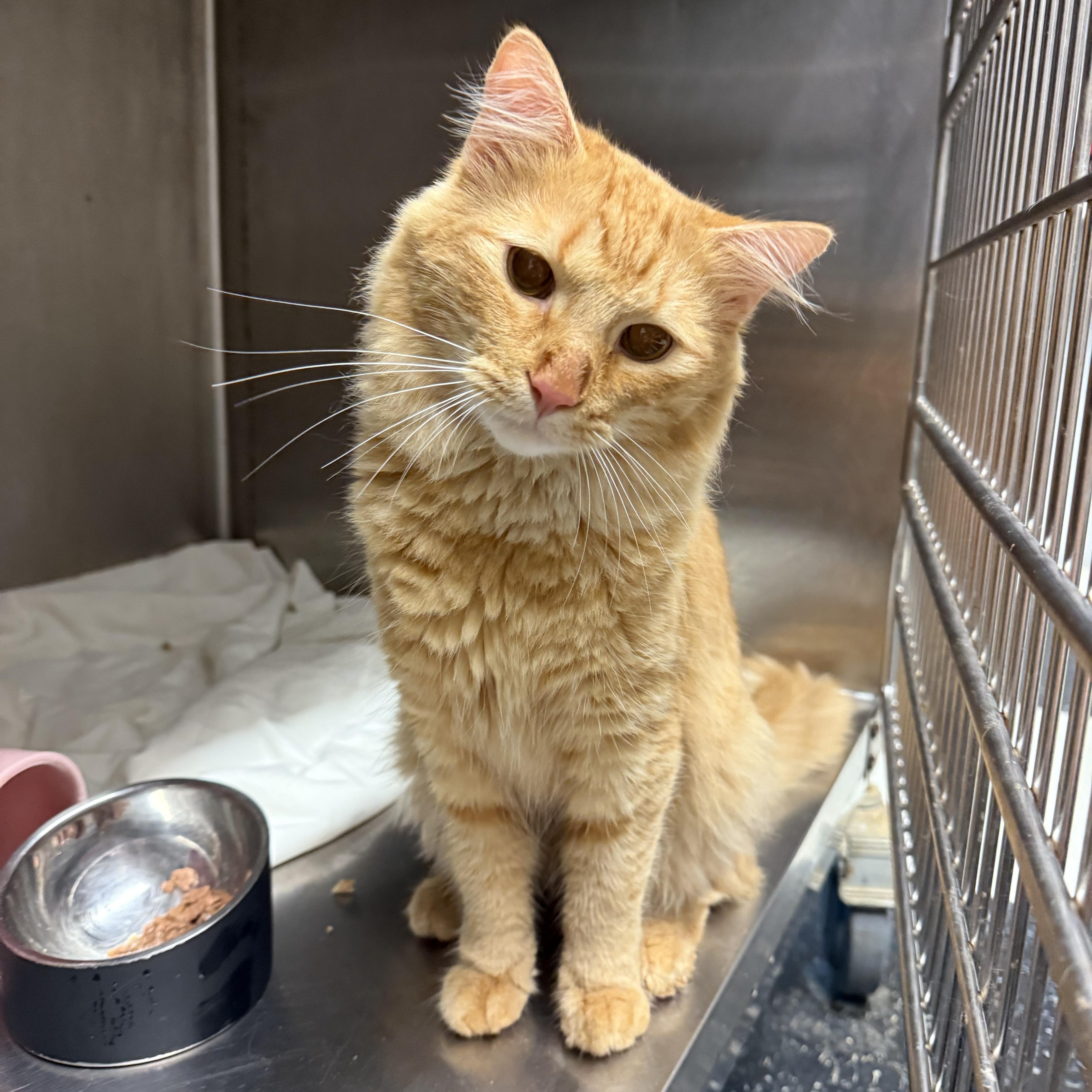 A young medium-sized male Orange / Red Domestic Long Hair cat named Buttercream for adoption in Hendersonville, TN