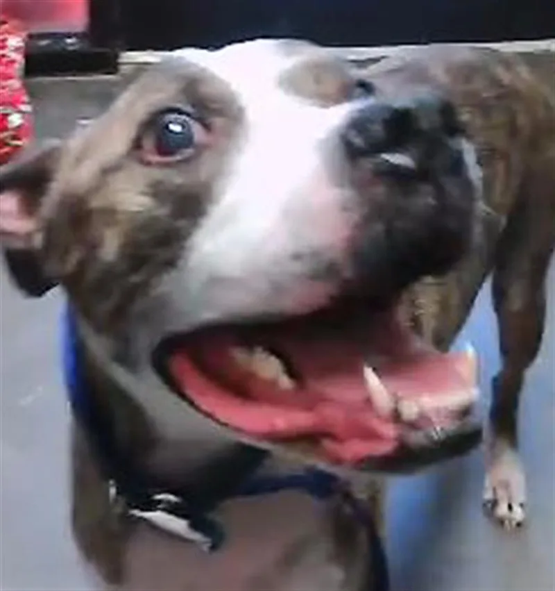 An adult large-sized male Pit Bull Terrier dog named Rusty for adoption in Tulsa, OK
