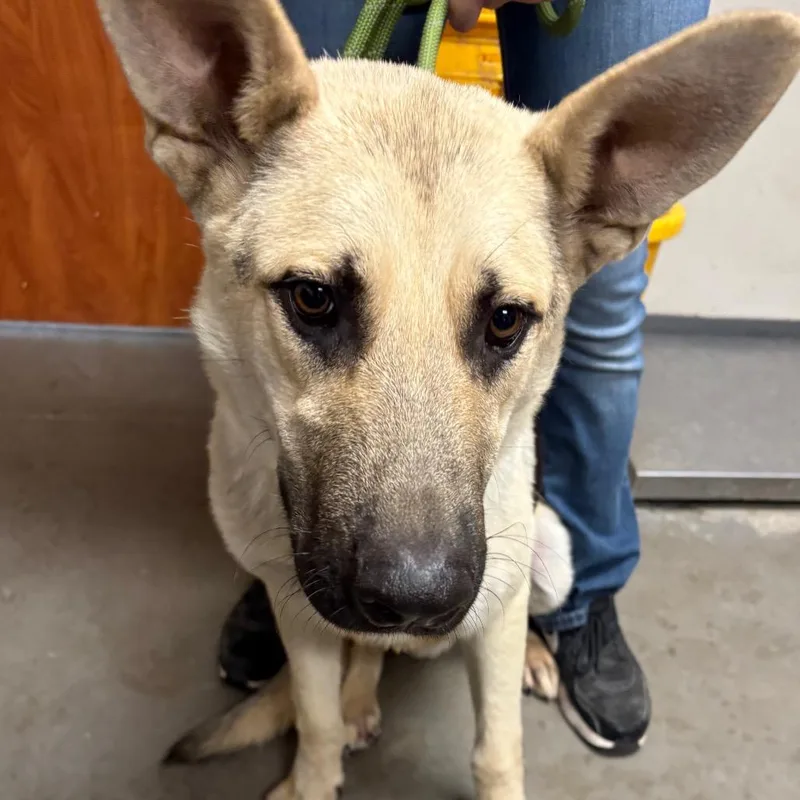 An adult large-sized male Yellow / Tan / Blond / Fawn German Shepherd Dog dog named Dio for adoption in Yuma, AZ