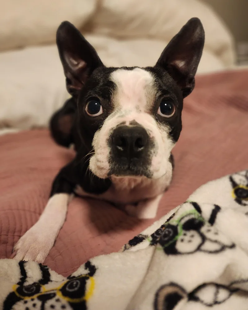 Pickles thumbnail 2