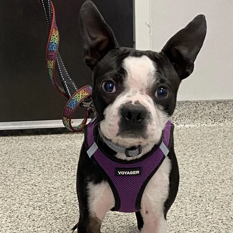 Pickles thumbnail 5