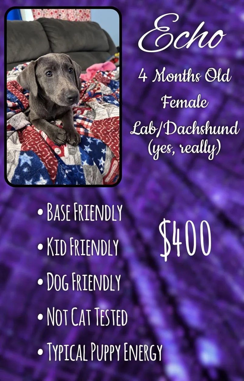 A baby medium-sized female Labrador Retriever dog named Spot Grey for adoption in Jacksonville, NC