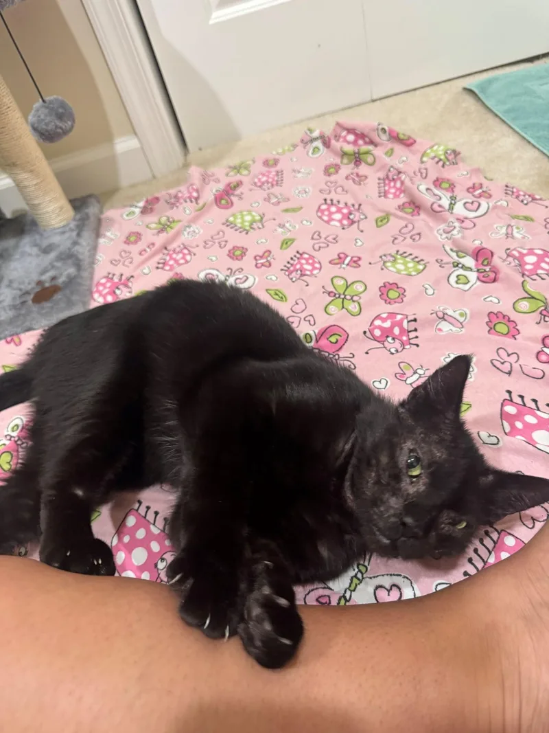 An adult medium-sized male Black Domestic Short Hair cat named Binx for adoption in Herndon, VA
