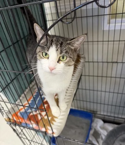 An adult medium-sized female Tabby cat named Violet for adoption in Webster, MA