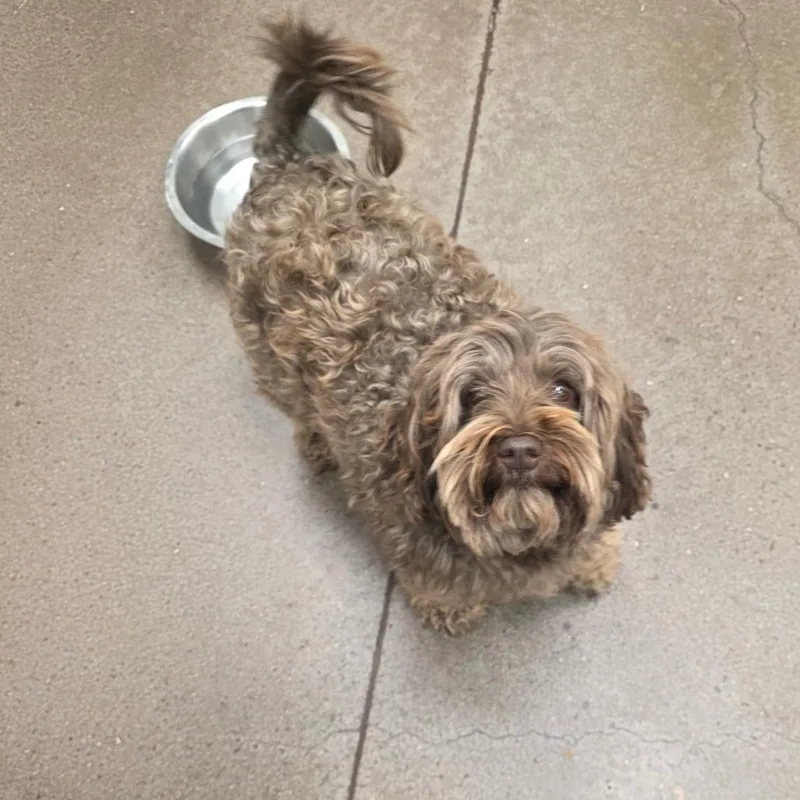 An adult small-sized female Brown / Chocolate Shih Tzu dog named Bermuda for adoption in Chattanooga, TN