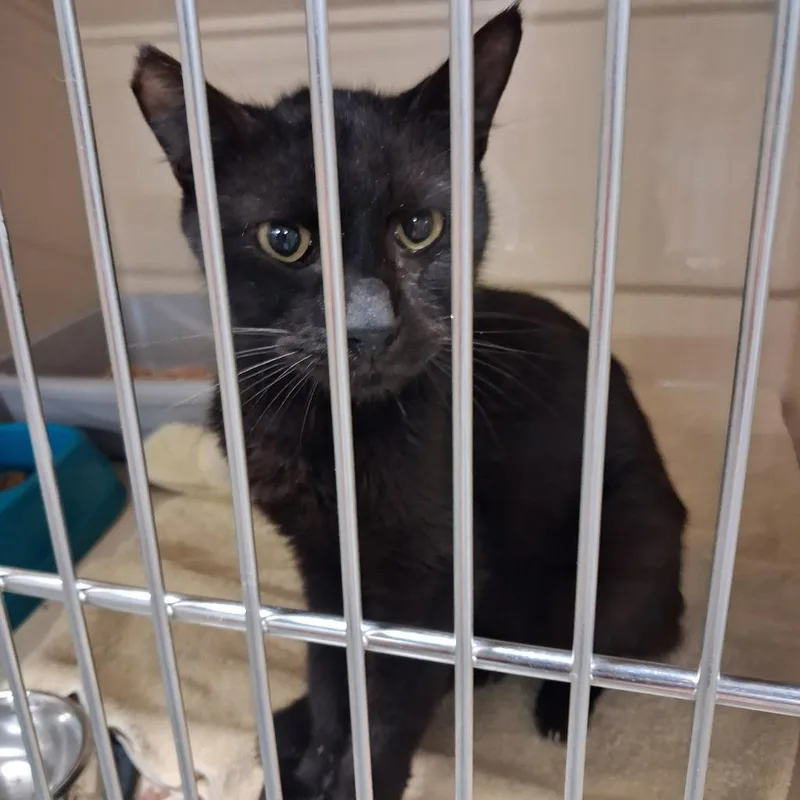 A senior medium-sized male Domestic Short Hair cat named Homer for adoption in Gautier, MS