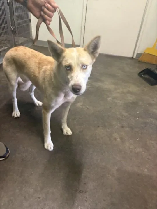 A young large-sized female Husky dog named Kobe for adoption in Los Angeles, CA