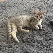 A baby small-sized male Tabby (Gray / Blue / Silver) Domestic Short Hair cat named Rambutan for adoption in Richmond, VA