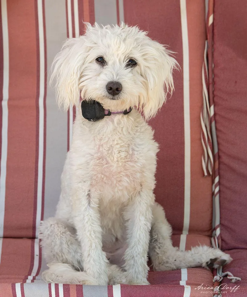 A young small-sized female Maltese dog named Meadow Rue for adoption in Las Vegas, NV