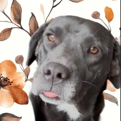 A young medium-sized female Black Black Labrador Retriever dog named Lola for adoption in Sanford, NC