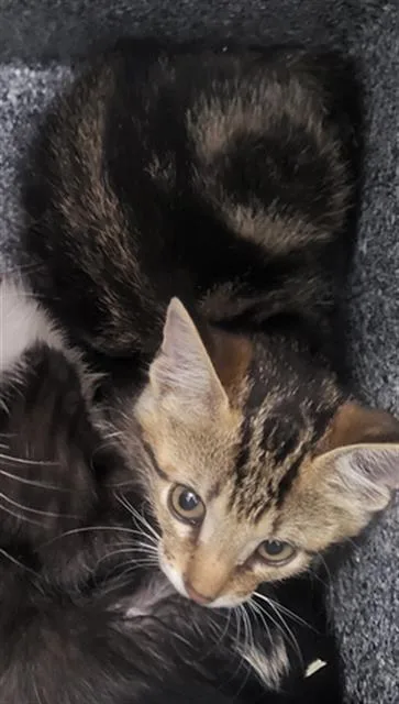 A baby medium-sized female Domestic Medium Hair cat named Hilda for adoption in Dallas, TX
