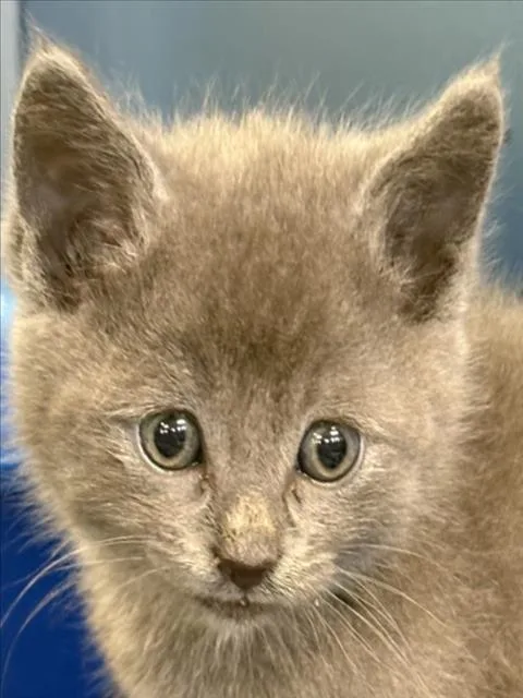 A baby small-sized male Domestic Short Hair cat named Finch for adoption in Tracy, CA