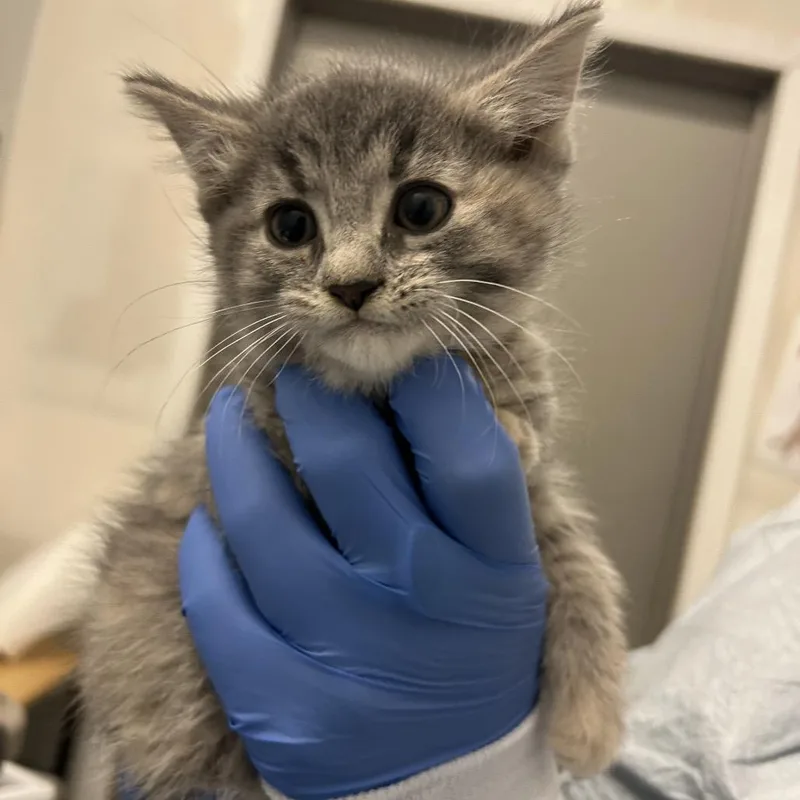 A baby small-sized female Torbie Domestic Long Hair cat named Krill for adoption in Park City, UT