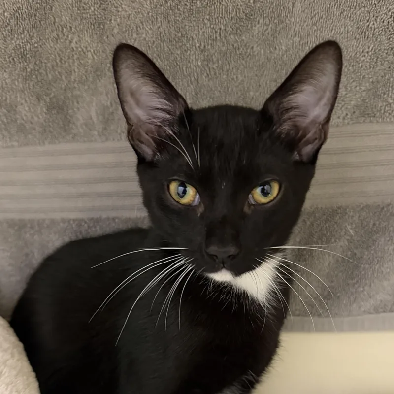 A baby medium-sized male Black & White / Tuxedo Domestic Short Hair cat named Blake for adoption in Cooperstown, NY