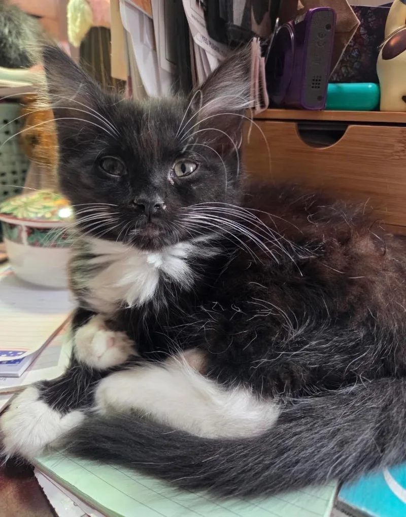 A baby medium-sized female Domestic Short Hair cat named Catalina for adoption in Fort Oglethorpe, GA