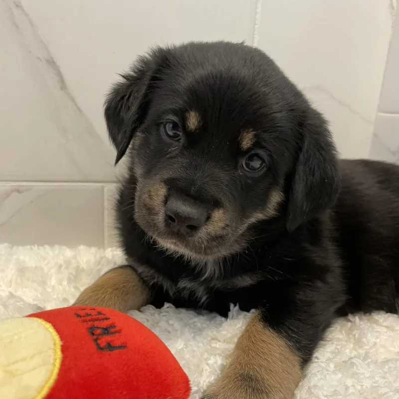 A baby small-sized male Black Labrador Retriever dog named Dumpling for adoption in Austin, TX