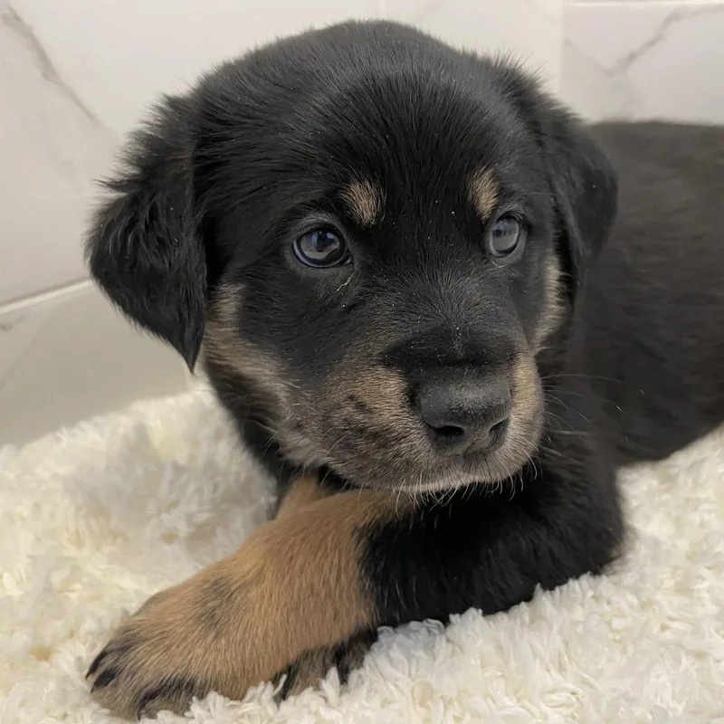 Dumpling thumbnail 2