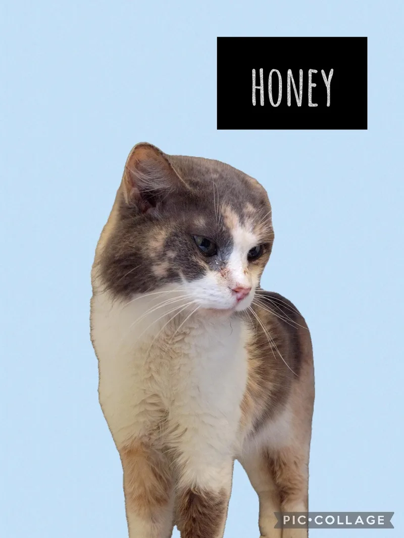 A senior small-sized female Calico cat named Honey for adoption in Muncie, IN