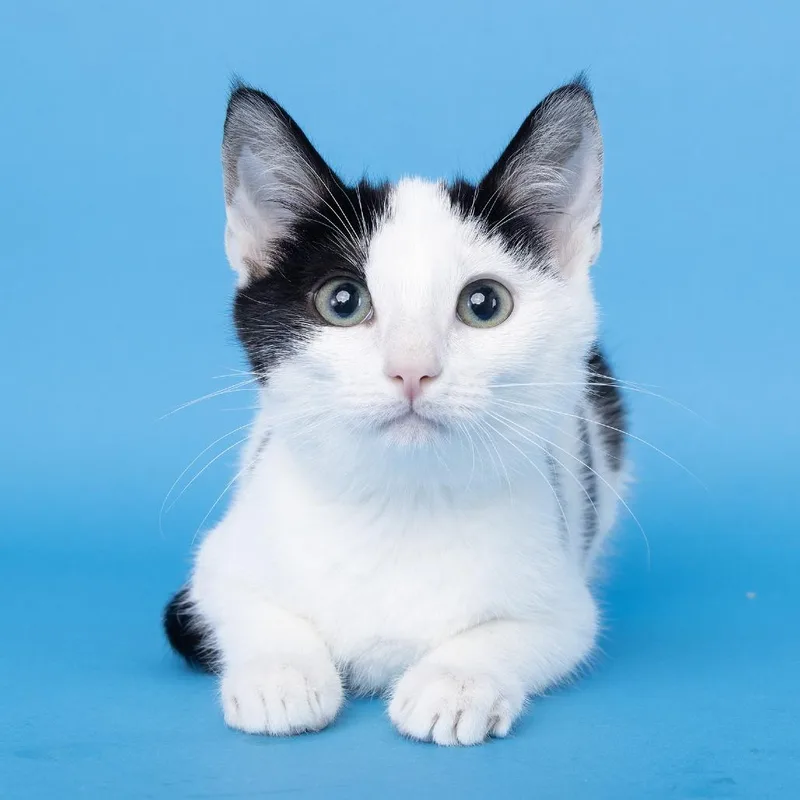 A baby small-sized female Domestic Short Hair cat named Dottie for adoption in Franklin, TN