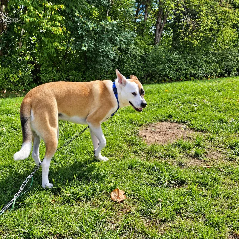 A young medium-sized female Akita dog named Molly for adoption in Grand Rapids, MI