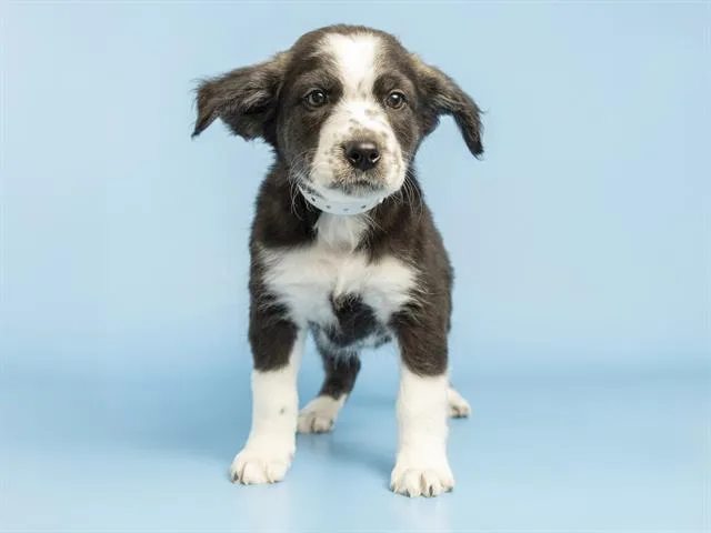 A baby small-sized male Australian Cattle Dog / Blue Heeler dog named Perseus for adoption in Phoenix, AZ
