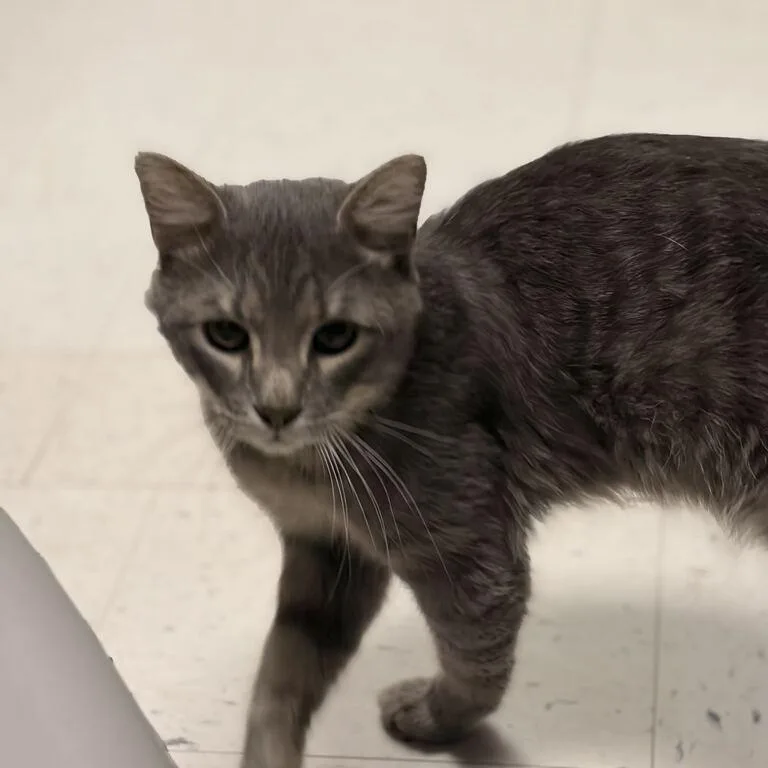 A young medium-sized male Gray / Blue / Silver Domestic Short Hair cat named Minecwaft Sewvew for adoption in Davenport, IA