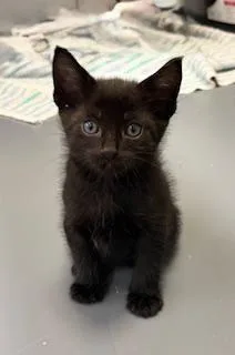 A baby medium-sized male Black Domestic Short Hair cat named Clover for adoption in Winter Haven, FL