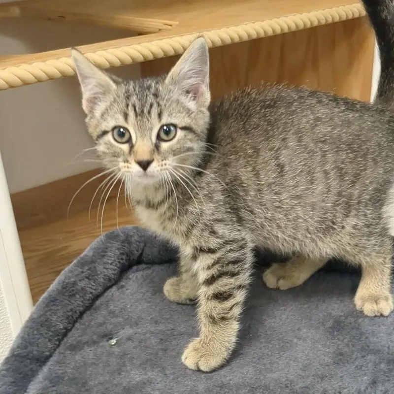 A baby small-sized male Gray / Blue / Silver Domestic Short Hair cat named Strident for adoption in Shinnston, WV